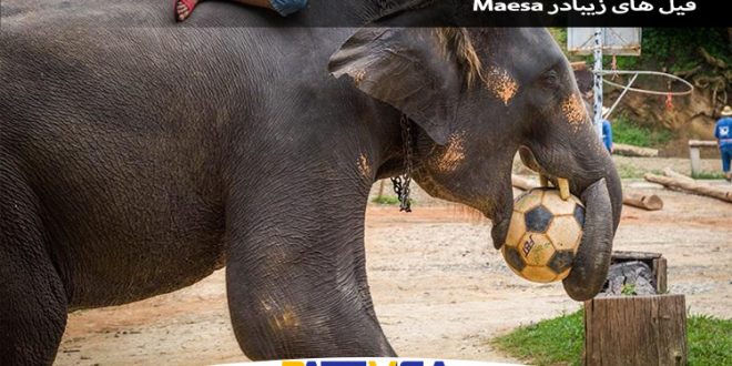 فیل های زیبادر Maesa