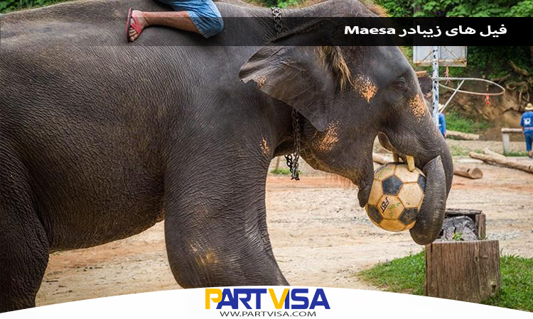 فیل های زیبادر Maesa 